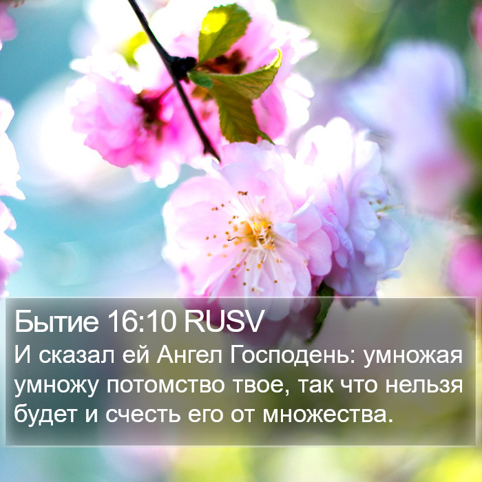 Бытие 16:10 RUSV Bible Study