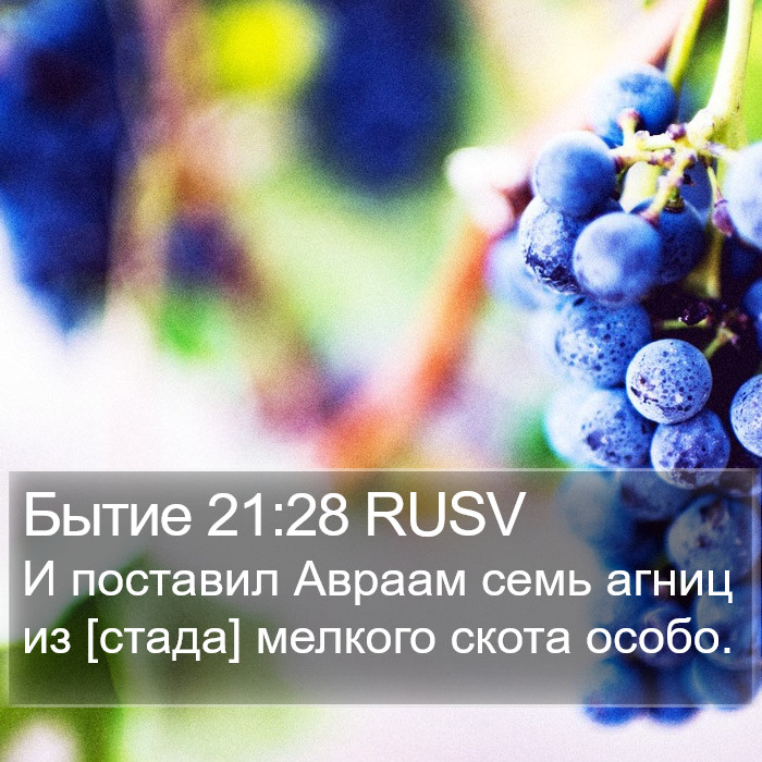 Бытие 21:28 RUSV Bible Study