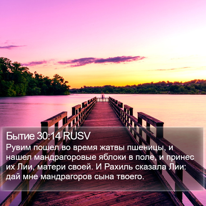 Бытие 30:14 RUSV Bible Study
