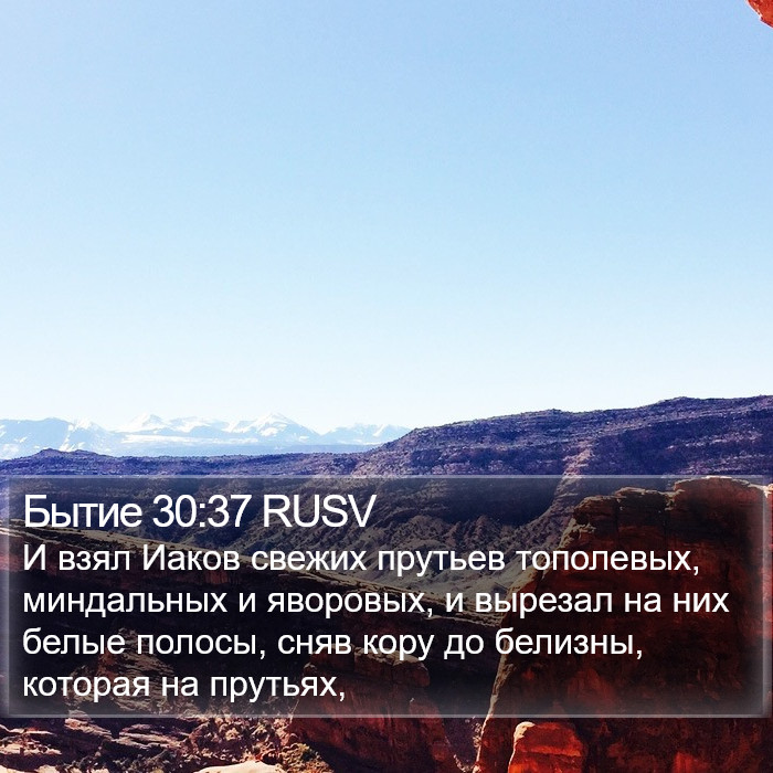 Бытие 30:37 RUSV Bible Study