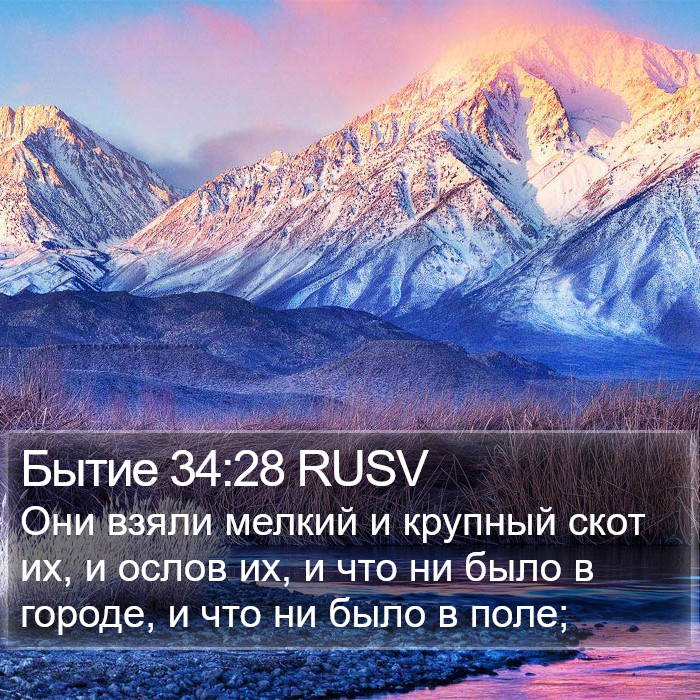 Бытие 34:28 RUSV Bible Study