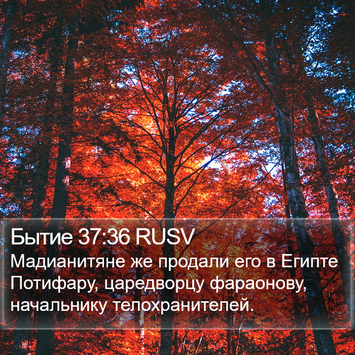 Бытие 37:36 RUSV Bible Study