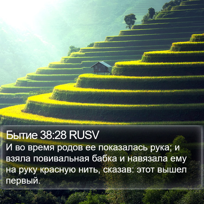Бытие 38:28 RUSV Bible Study