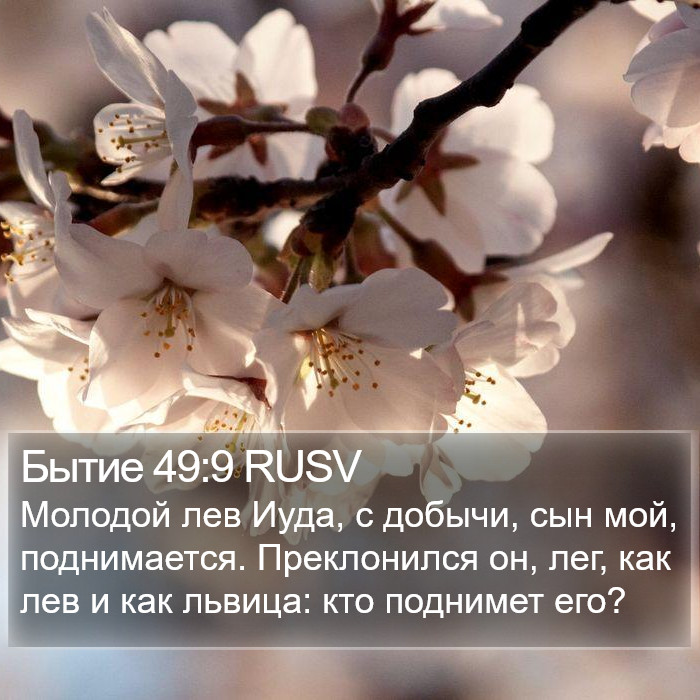 Бытие 49:9 RUSV Bible Study