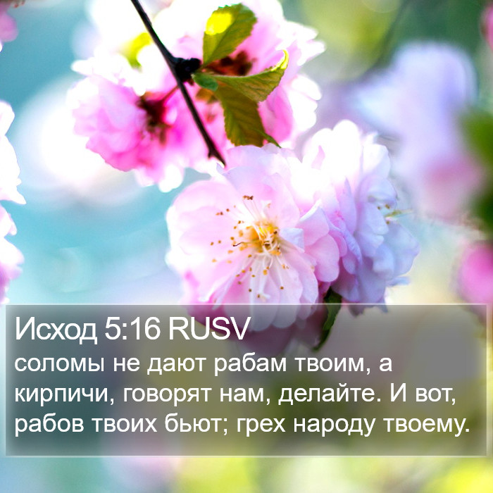 Исход 5:16 RUSV Bible Study