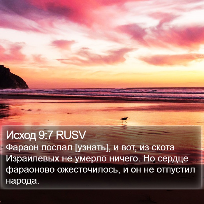 Исход 9:7 RUSV Bible Study