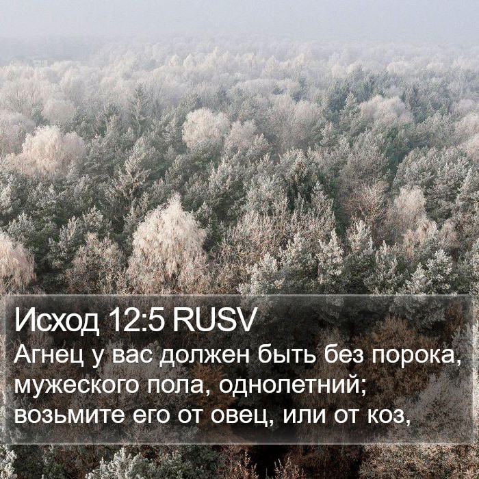 Исход 12:5 RUSV Bible Study
