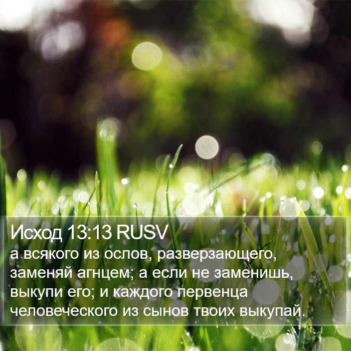 Исход 13:13 RUSV Bible Study