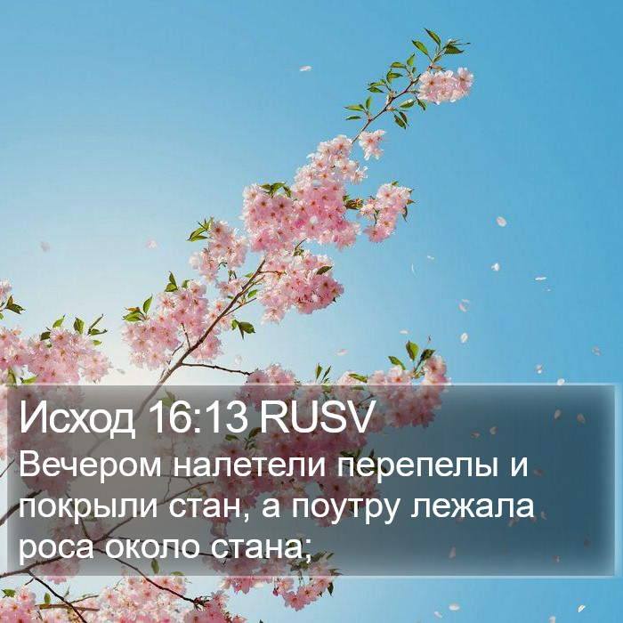 Исход 16:13 RUSV Bible Study