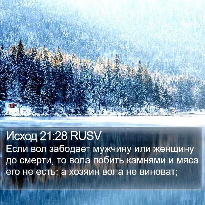 Исход 21:28 RUSV Bible Study