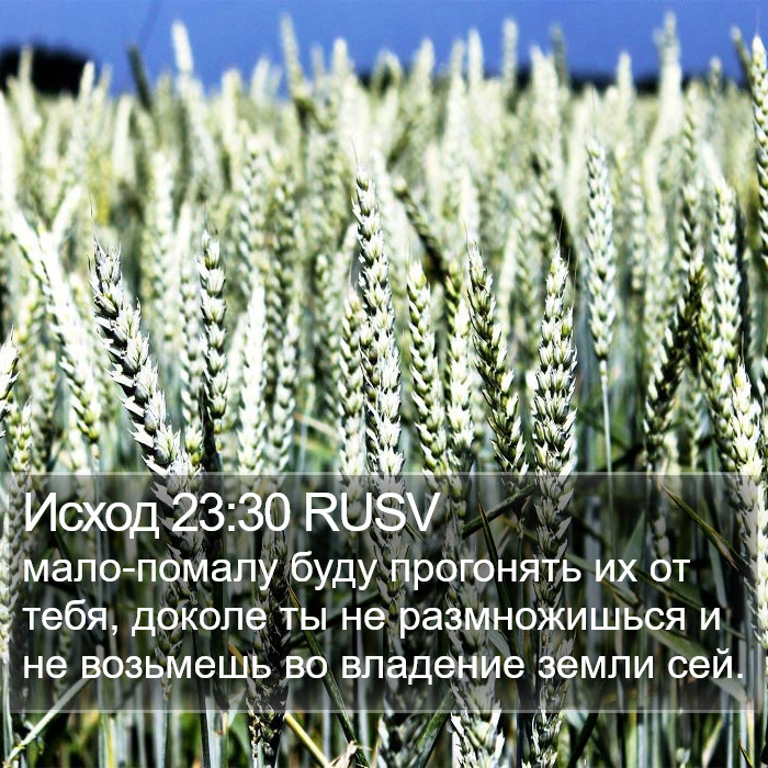 Исход 23:30 RUSV Bible Study
