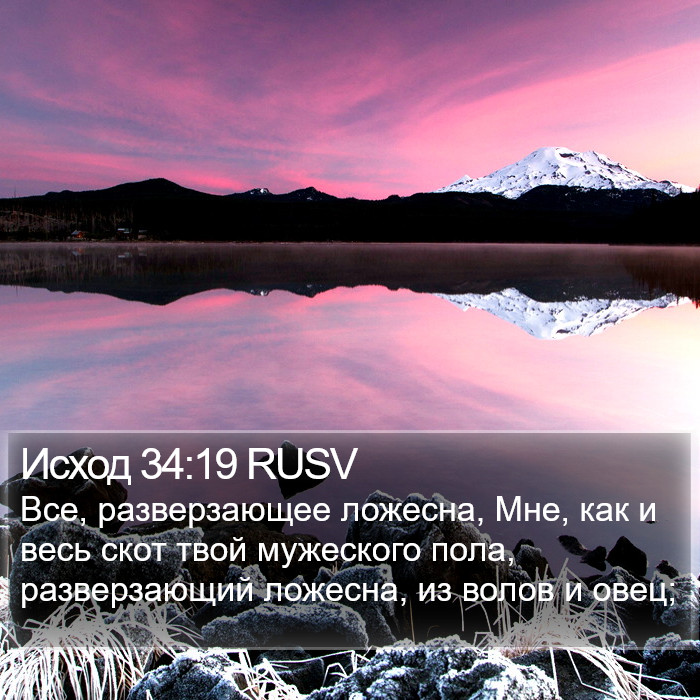 Исход 34:19 RUSV Bible Study