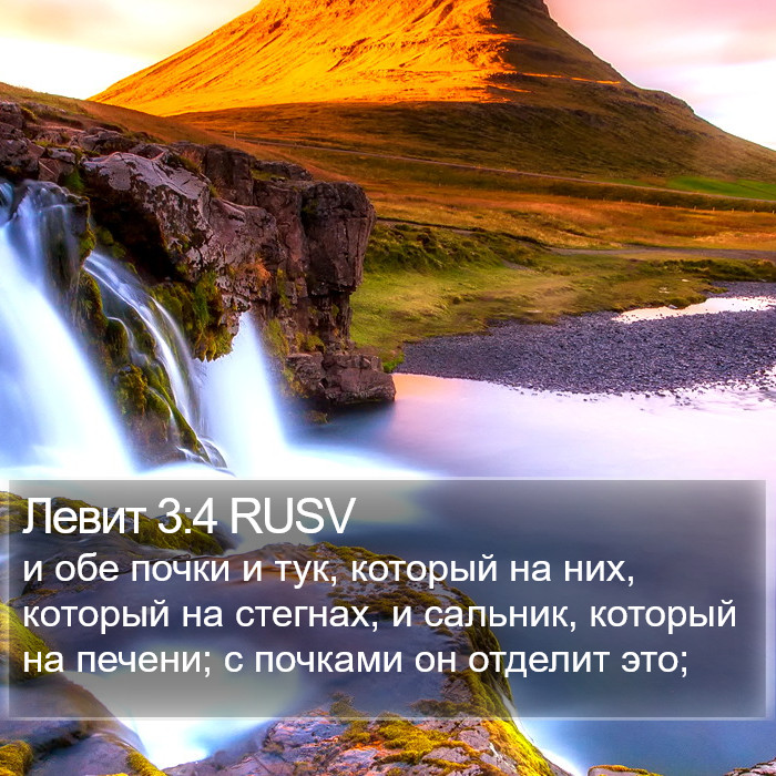 Левит 3:4 RUSV Bible Study