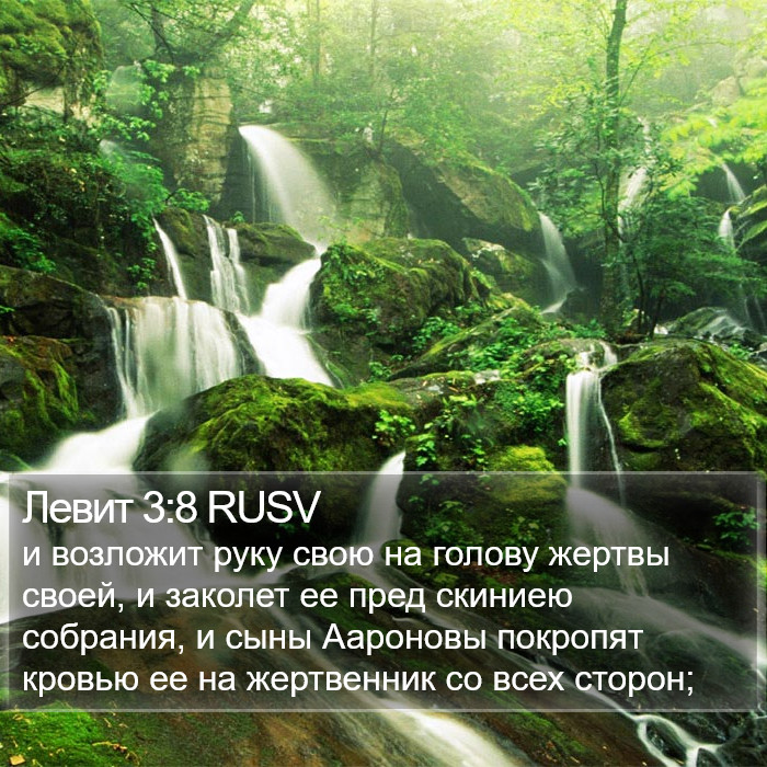 Левит 3:8 RUSV Bible Study