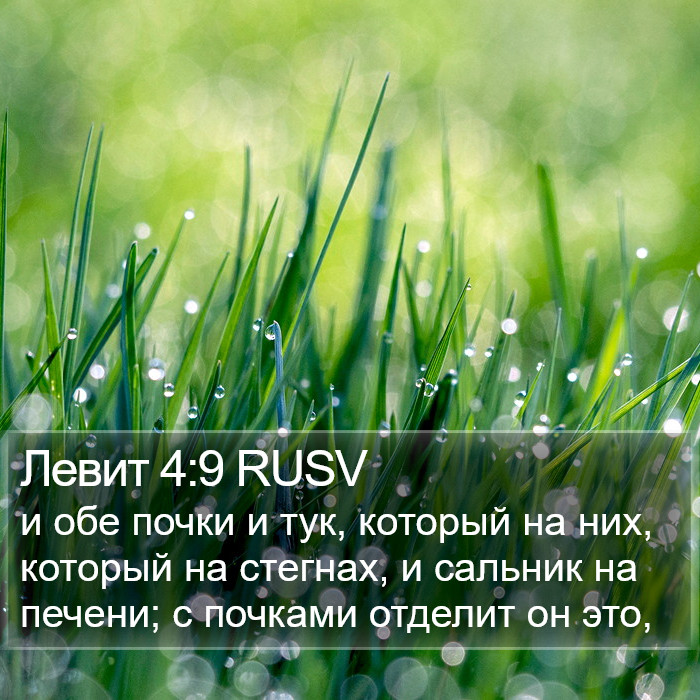 Левит 4:9 RUSV Bible Study