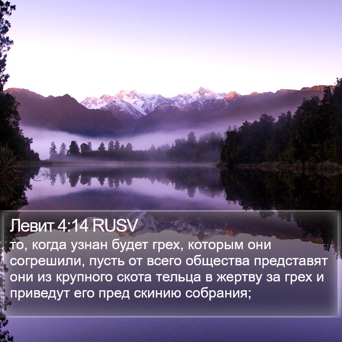 Левит 4:14 RUSV Bible Study