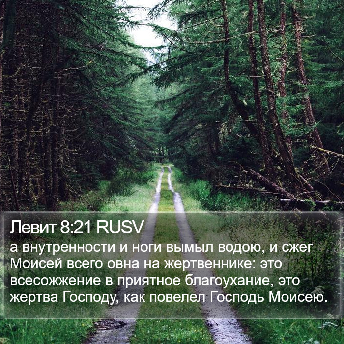 Левит 8:21 RUSV Bible Study