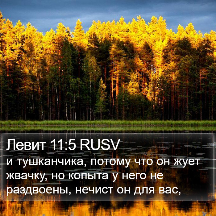 Левит 11:5 RUSV Bible Study