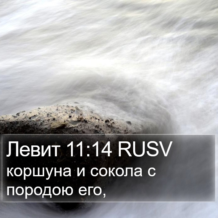 Левит 11:14 RUSV Bible Study