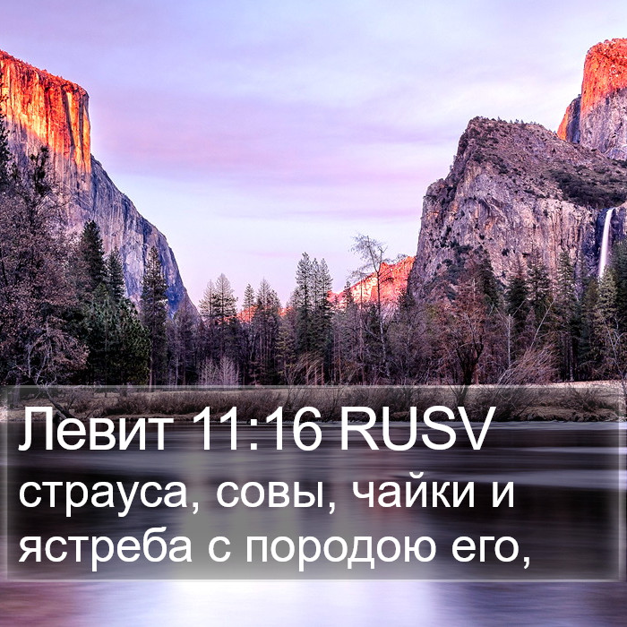 Левит 11:16 RUSV Bible Study