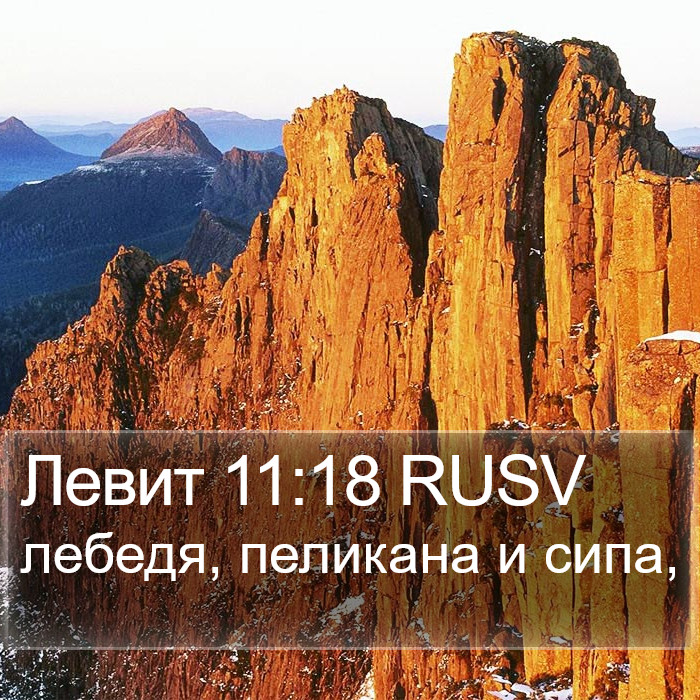 Левит 11:18 RUSV Bible Study