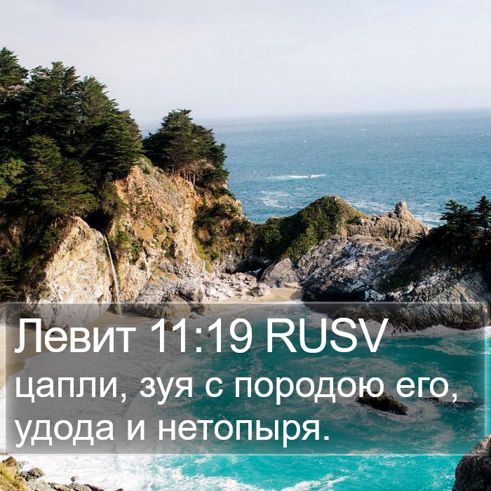 Левит 11:19 RUSV Bible Study