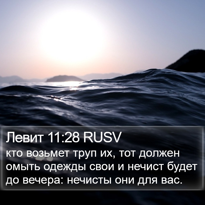 Левит 11:28 RUSV Bible Study