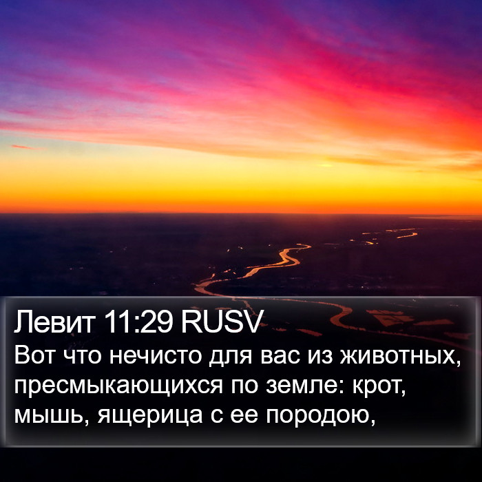 Левит 11:29 RUSV Bible Study