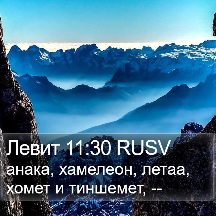 Левит 11:30 RUSV Bible Study