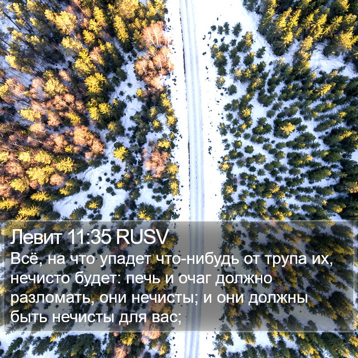 Левит 11:35 RUSV Bible Study