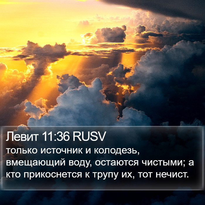Левит 11:36 RUSV Bible Study
