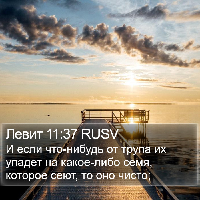 Левит 11:37 RUSV Bible Study