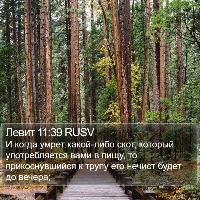 Левит 11:39 RUSV Bible Study