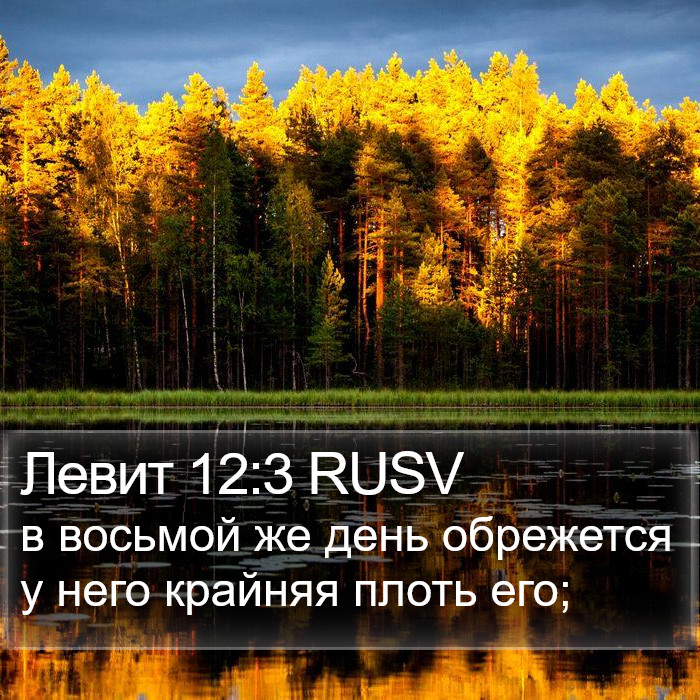 Левит 12:3 RUSV Bible Study