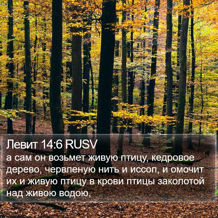 Левит 14:6 RUSV Bible Study