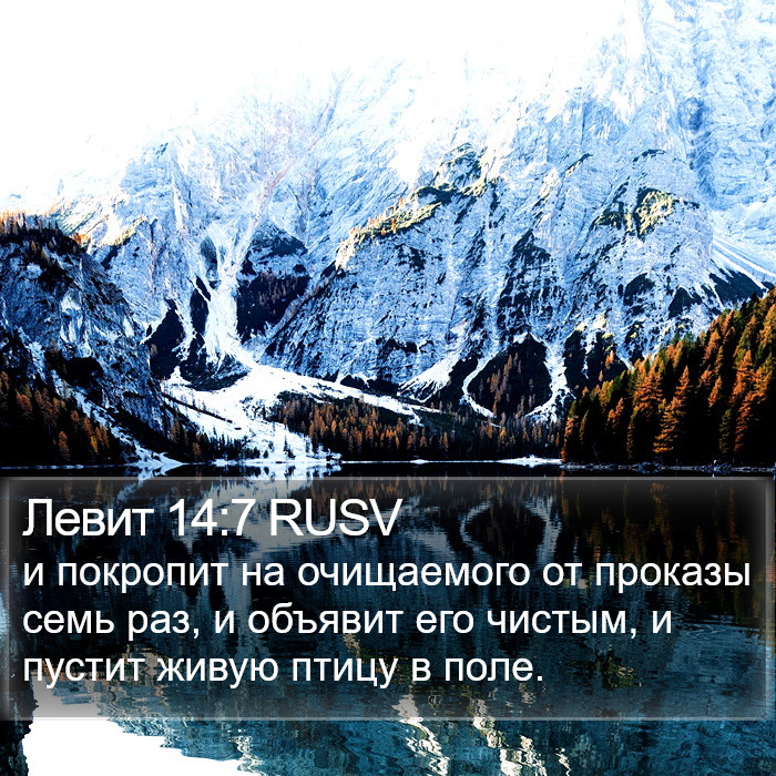 Левит 14:7 RUSV Bible Study