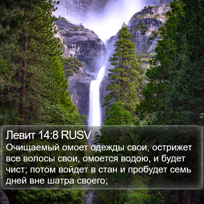 Левит 14:8 RUSV Bible Study