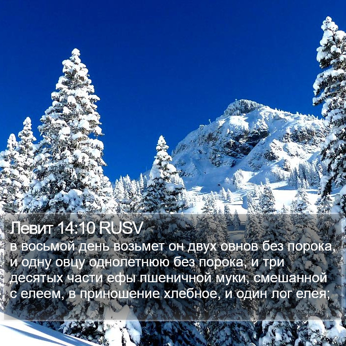 Левит 14:10 RUSV Bible Study