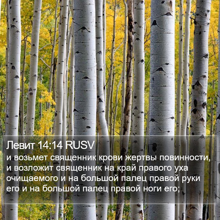 Левит 14:14 RUSV Bible Study