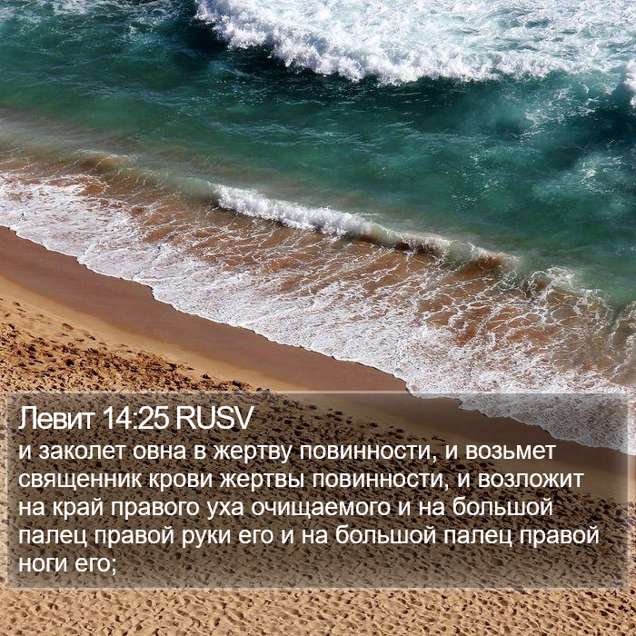 Левит 14:25 RUSV Bible Study