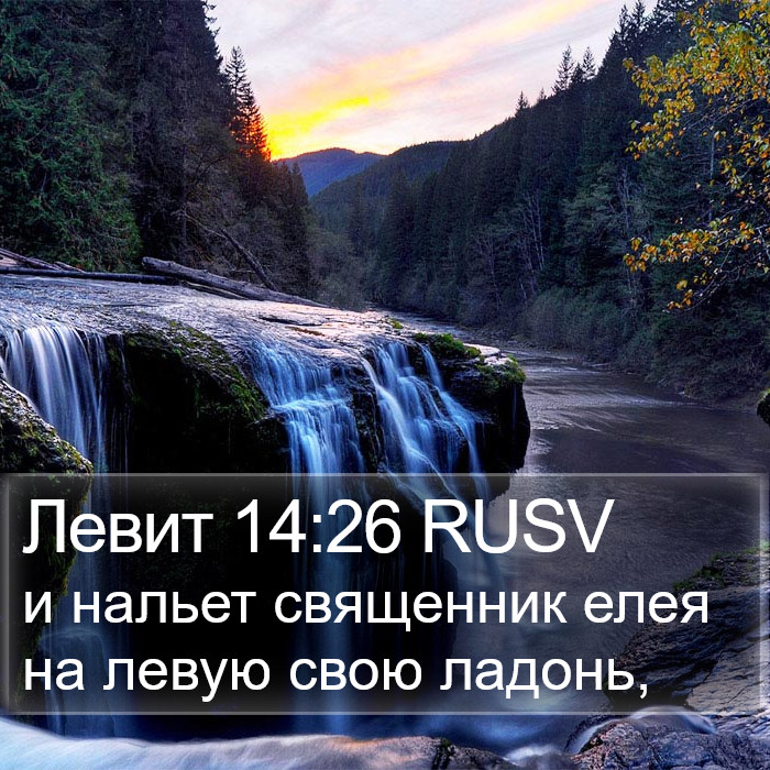 Левит 14:26 RUSV Bible Study