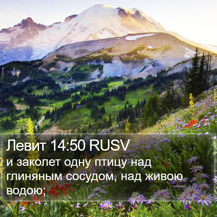 Левит 14:50 RUSV Bible Study