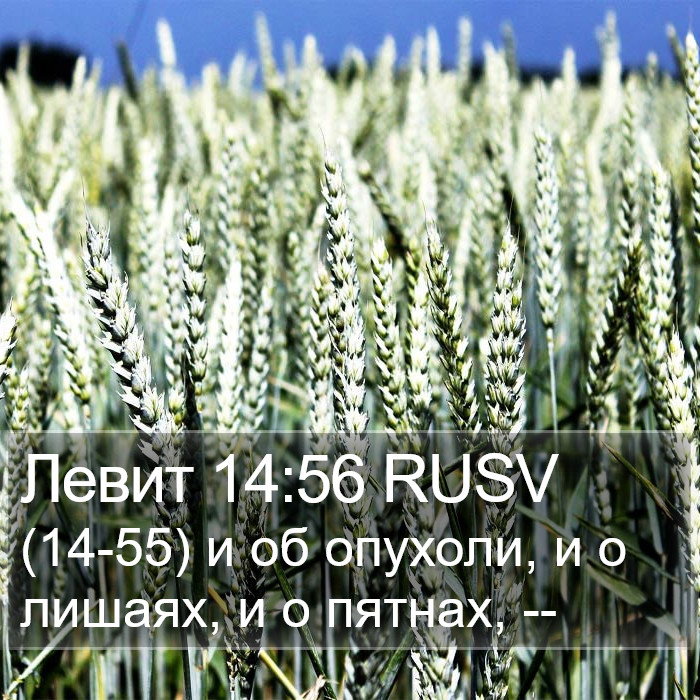 Левит 14:56 RUSV Bible Study