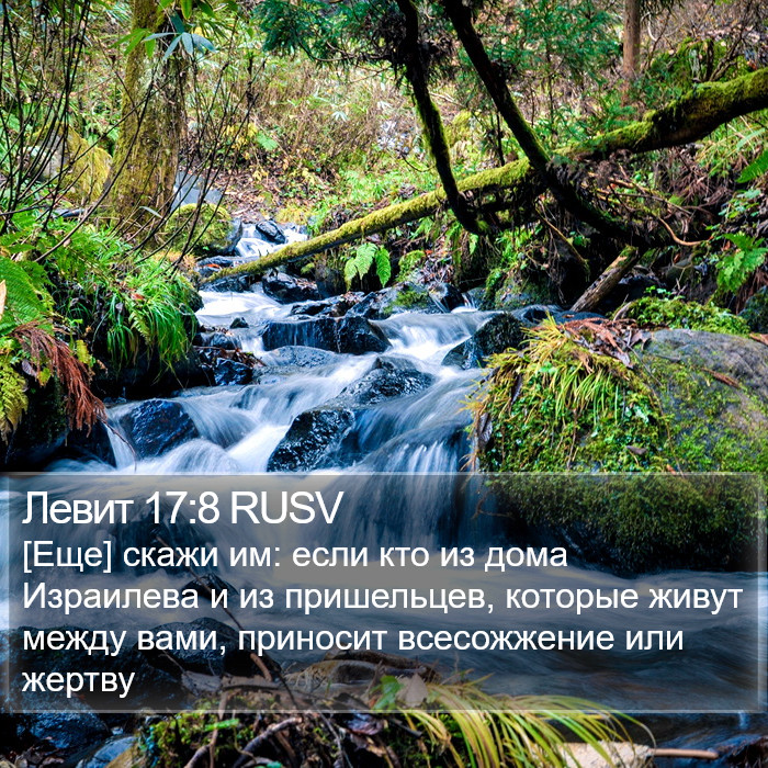 Левит 17:8 RUSV Bible Study