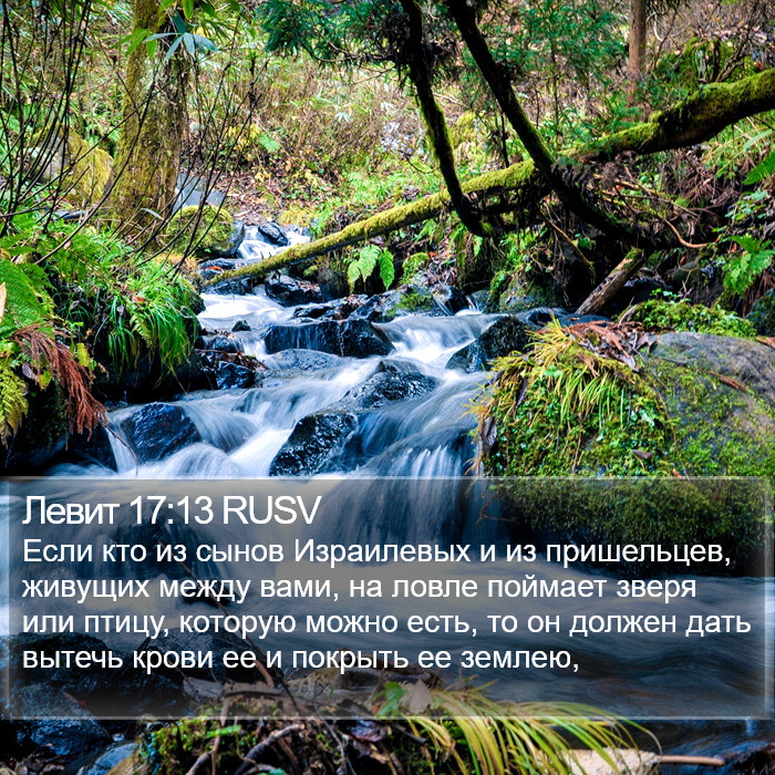 Левит 17:13 RUSV Bible Study