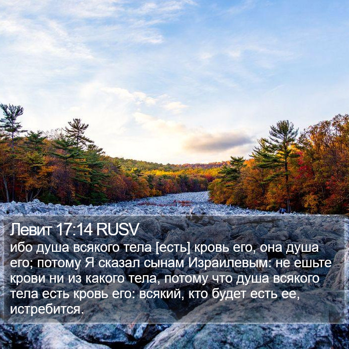 Левит 17:14 RUSV Bible Study