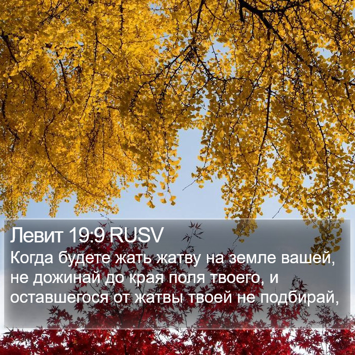 Левит 19:9 RUSV Bible Study