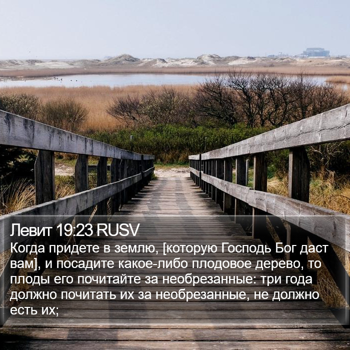 Левит 19:23 RUSV Bible Study