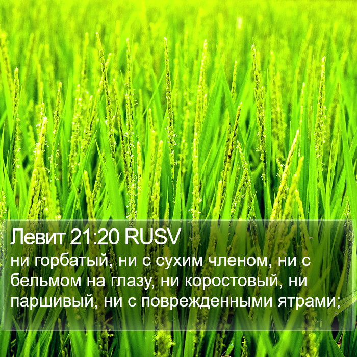 Левит 21:20 RUSV Bible Study