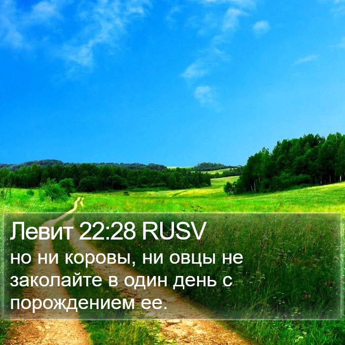 Левит 22:28 RUSV Bible Study